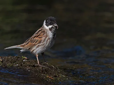 Rørspurv