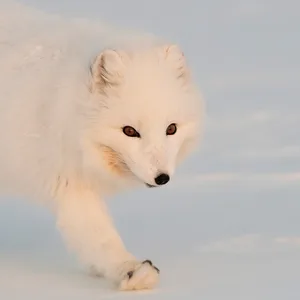 Polarræv