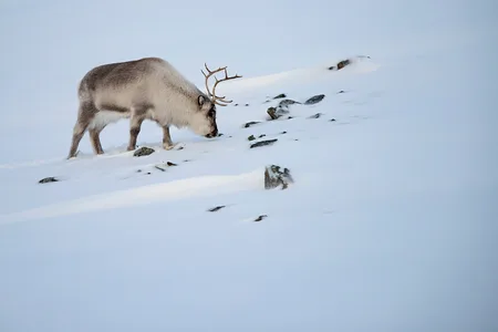 Svalbard Ren