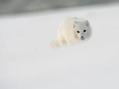 Polarræv