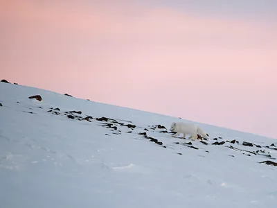 Polarræv