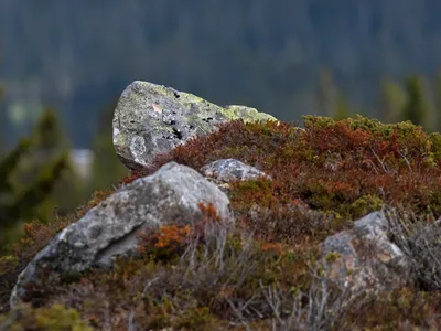 Natur