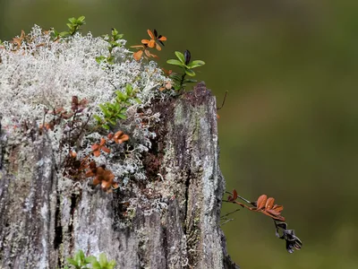 Natur