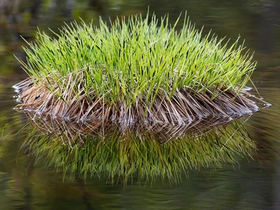 Natur
