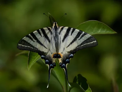 Sydlig Svalehale