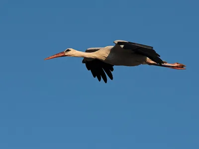 Hvis Stork
