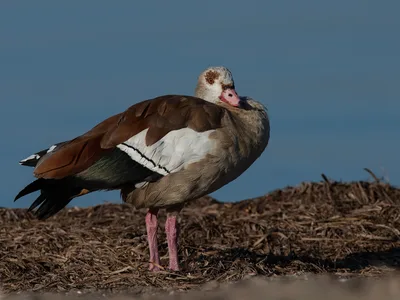 Nilgås
