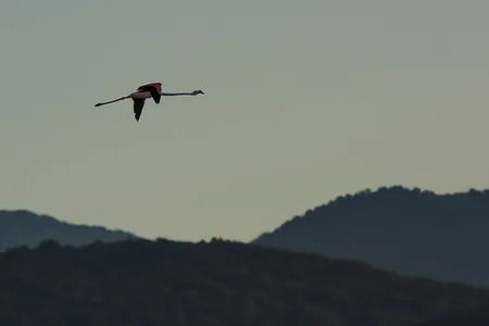 Flamingo