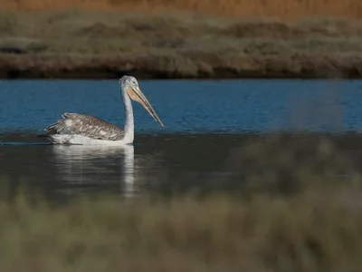 Pelikan