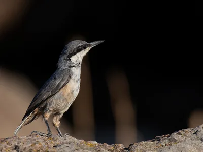 Klippespætmejse