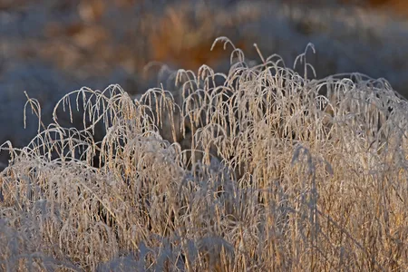 Natur