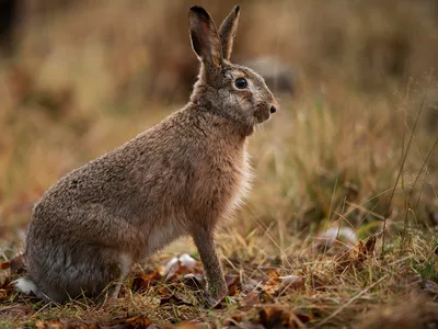Hare