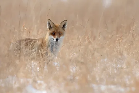 Ræv