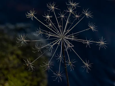 Natur