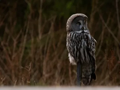 Lapugle