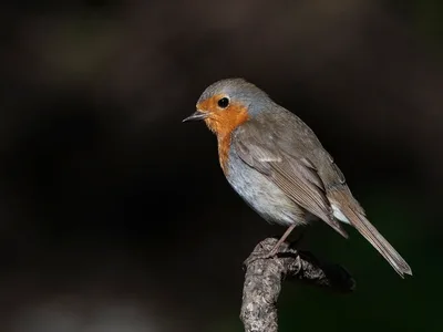 Rødhals