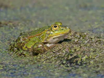 Grøn frø
