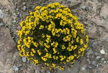 Arktisk Blomster 
