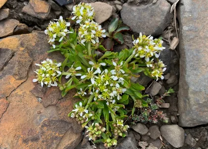 Arktisk Blomster 