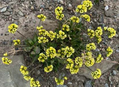 Arktisk Blomster 