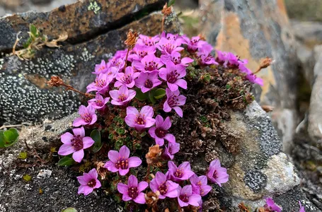 Arktisk Blomster 