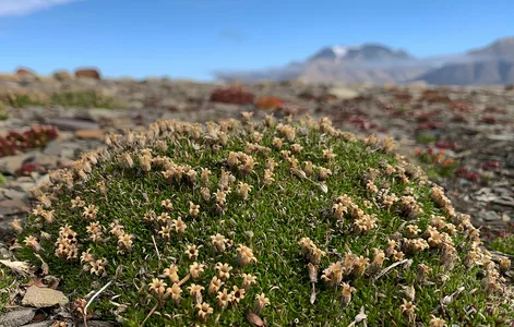 Arktisk Blomster 