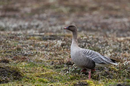 Havlit fra Svalbard