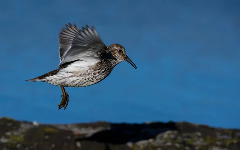 Sortgrå Ryle 