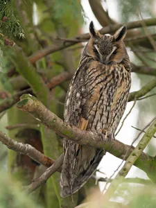Skovhornugle