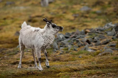 Svalbard Ren