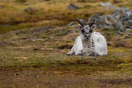 Svalbard Ren