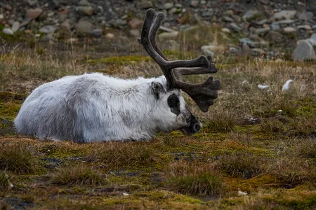 Svalbard Ren