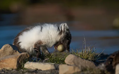 Polarræv 