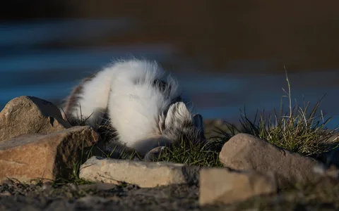 Polarræv 