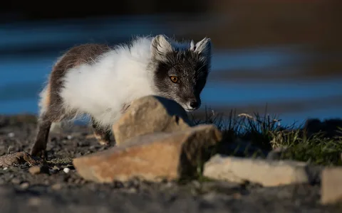 Polarræv 