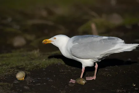 Gråmåge fra Svalbard