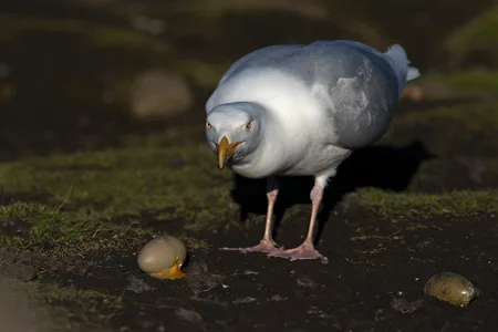 Gråmåge 