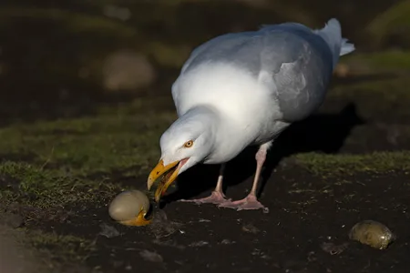 Gråmåge 