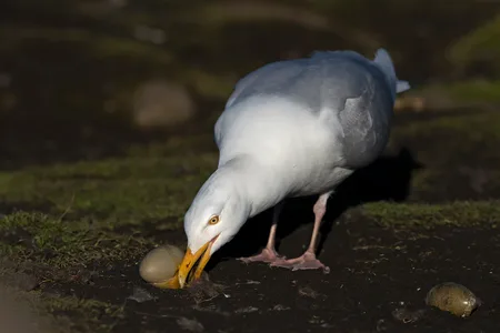 Gråmåge 