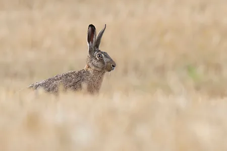 Hare