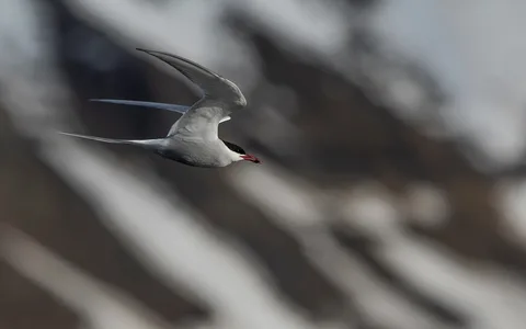 Havterne fra Svalbard