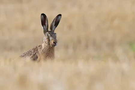 Hare