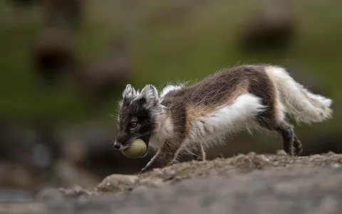 Polarræv 
