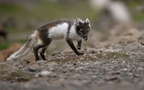 Polarræv 