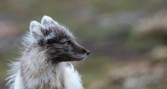 Polarræv