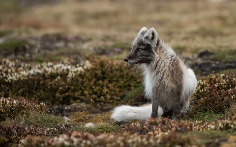 Polarræv 