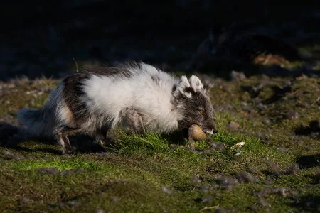 Polarræv