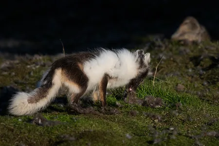 Polarræv fra Svalbard