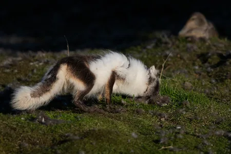 Polarræv 