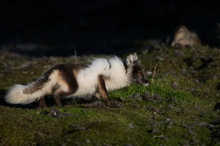 Polarræv fra Svalbard